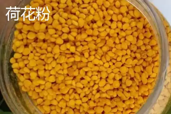蜂花粉种类(蜂花粉常见种类及营养差异有哪些)插图3