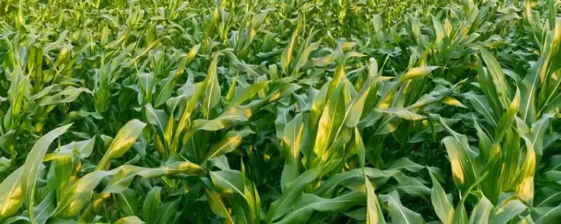 博纳143玉米品种的特性(博纳143玉米品种特性有哪些呢)-会东网