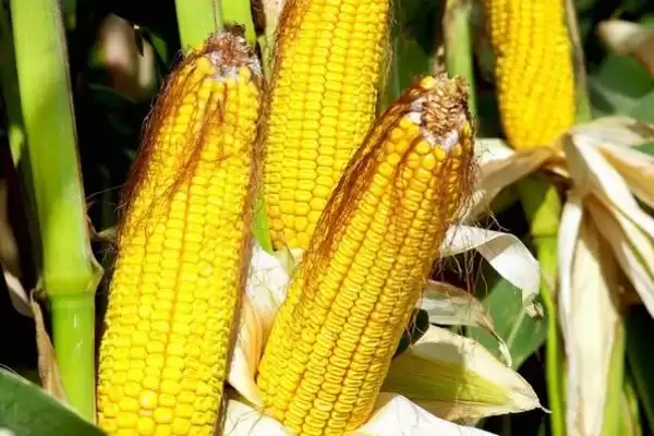 锋登玉2号玉米种子介绍(锋登玉2号种子特点、种植、产量效益)插图2