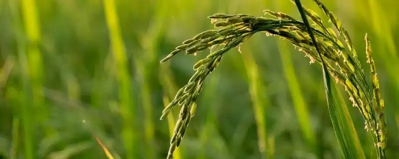 C两优粤禾丝苗水稻种每亩有效穗数17.3万穗数据(C两优粤禾丝苗水稻种17.3万有效穗数据特性)-会东网