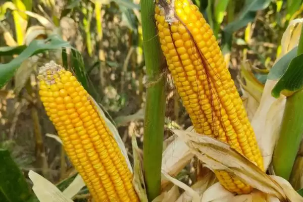 DK999玉米种4-5月上旬播种的时间要点插图3