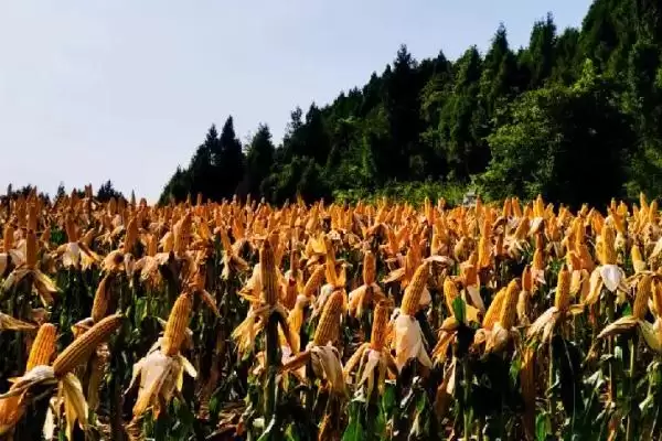 生育期136天的GFY2378玉米种,背后藏着什么奥秘?插图1 生育期136天的GFY2378玉米种,背后藏着什么奥秘?插图1