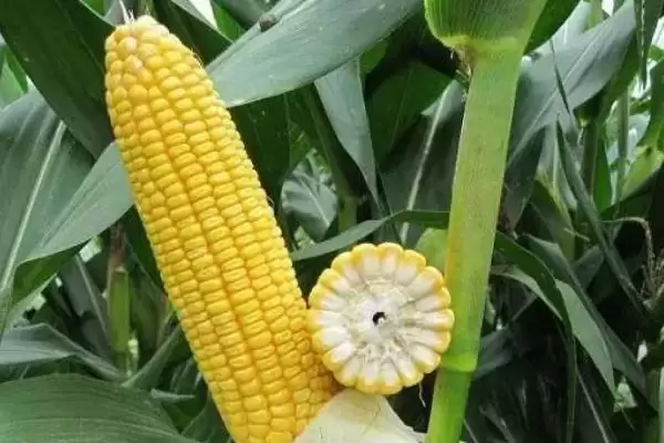 脆甜糯6号玉米品种的特性(脆甜糯6号玉米品种特性有哪些呢)插图1