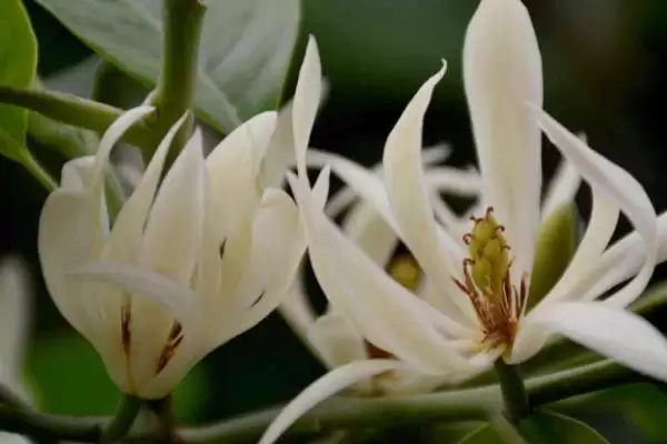 白兰花夏季养护的要点 (白兰花夏季防阳光直射还有什么养护重点)插图1