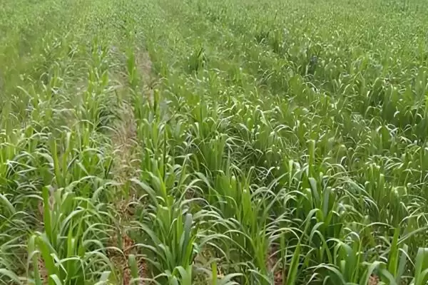 高粱高产栽培技术(高粱高产栽培有哪些关键技术要点呢)插图7