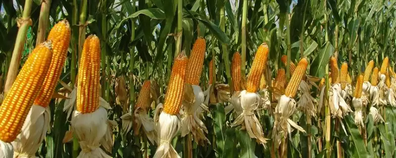 凤田2019玉米种子特征特性(凤田2019种子发芽、抗逆、产量稳定性)-会东网