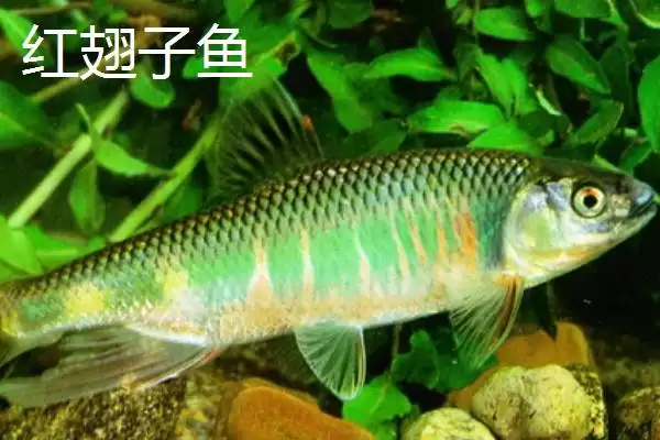 白条鱼与红翅子鱼外观区别 (白条鱼体背青灰与红翅子鱼外观区别在哪)插图4