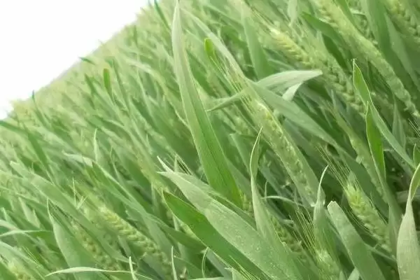 SD1607小麦种子高抗白粉病特性(SD1607小麦种子高抗白粉病特性及种植优势)插图3 SD1607小麦种子高抗白粉病特性(SD1607小麦种子高抗白粉病特性及种植优势)插图3