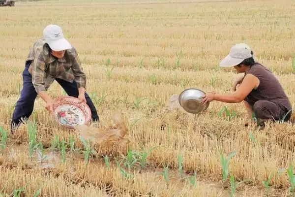 高粱高产栽培技术(高粱高产栽培有哪些关键技术要点呢)插图6