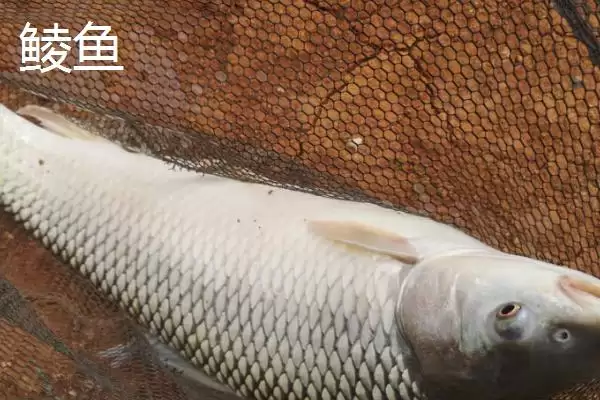 2.5号主线用多大吃铅浮漂(2.5号主线在不同水域该搭配多大吃铅浮漂呢)插图4