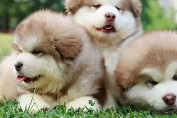 阿拉斯加犬变脸时间点 (阿拉斯加犬 4 月龄后变脸和生长发育有何关系)插图1