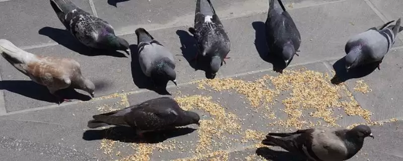 鸽子饲料(鸽子饲料有哪些种类及营养搭配要点呢)-会东网