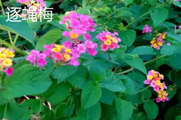 苍蝇的天敌(苍蝇的天敌都有哪些生物呢)插图7 苍蝇的天敌(苍蝇的天敌都有哪些生物呢)插图7
