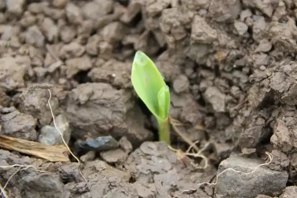 德育919玉米品种简介(德育919玉米品种情况如何)插图3 德育919玉米品种简介(德育919玉米品种情况如何)插图3