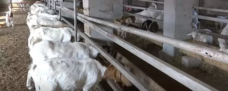 萧县为人熟知的特产 (萧县高滩萝卜久负盛名的种植和品质优势在哪)-会东网