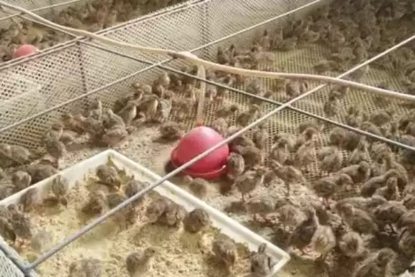 鹌鹑投喂青料过多问题(鹌鹑投喂青料过多会产生哪些问题及解决方法)插图3 鹌鹑投喂青料过多问题(鹌鹑投喂青料过多会产生哪些问题及解决方法)插图3