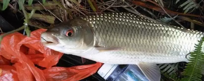 钓鲮鱼适合调几目钓几目(钓鲮鱼调几目钓几目合适)-会东网