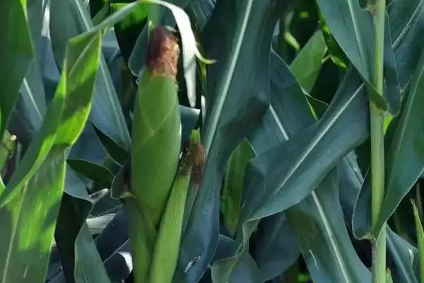 每亩基施有机肥2000千克的L1688玉米品种,特性如何?插图3 每亩基施有机肥2000千克的L1688玉米品种,特性如何?插图3