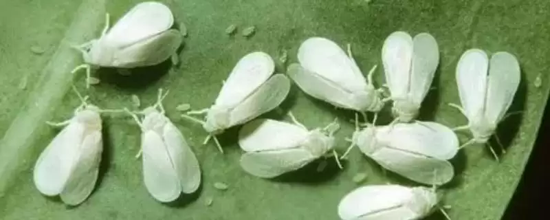 白粉虱防治方法(白粉虱防治方法及其在农作物病虫害防治中的应用)-会东网