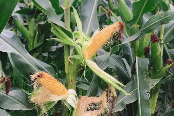 安华337玉米种简介，品种株型紧凑的好处插图1