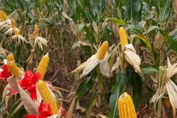 榜玉100玉米种简介(榜玉100玉米种特性、产量、管理要点)插图2 榜玉100玉米种简介(榜玉100玉米种特性、产量、管理要点)插图2