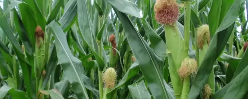 广紫糯6号玉米种子特点(广紫糯6号种子糯性、风味、适应性呢)-会东网