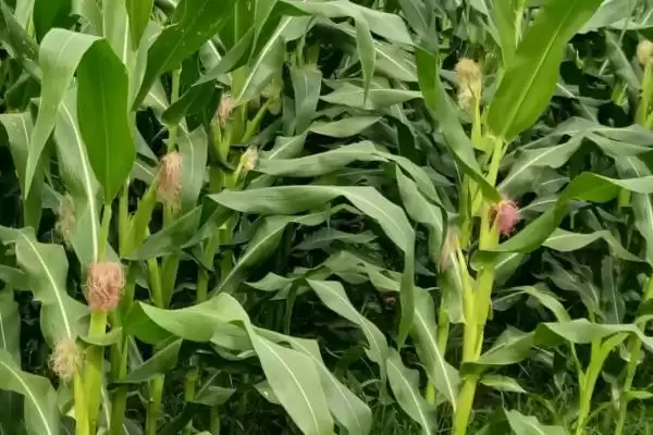 迪玉501玉米品种简介(迪玉501玉米品种有啥特点)插图2 迪玉501玉米品种简介(迪玉501玉米品种有啥特点)插图2