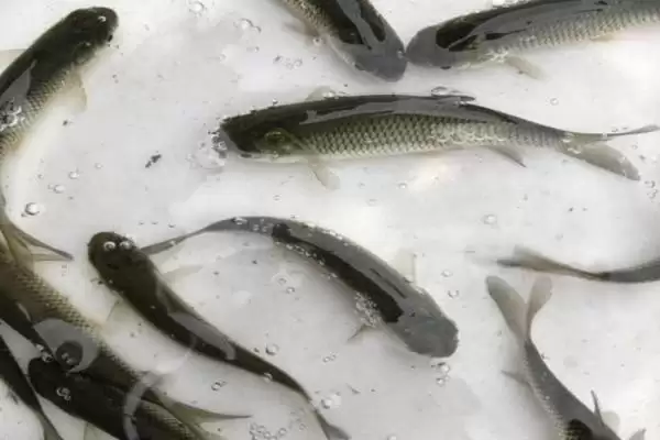 2-3 厘米草鱼苗食物选择 (2-3 厘米草鱼苗吃浮游生物等的原因是什么)插图2
