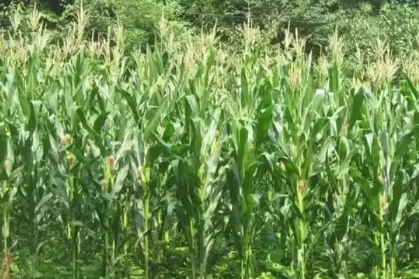 奥星666玉米种子春播115.2天,特性亮点在哪插图3 奥星666玉米种子春播115.2天,特性亮点在哪插图3