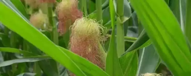 FG228A玉米品种春播出苗至成熟128天的生长解析-会东网