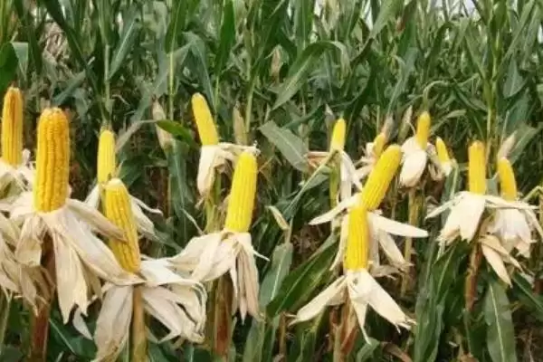 中等肥力以上地块种植的MC738玉米种子，有何特别？插图3