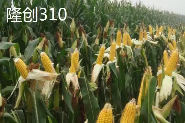 2021年国审新玉米介绍，美联5931脱颖而出插图5
