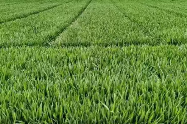 安科1706小麦种子品种特性(安科1706小麦种子属半冬性品种特性和种植优势)插图2 安科1706小麦种子品种特性(安科1706小麦种子属半冬性品种特性和种植优势)插图2