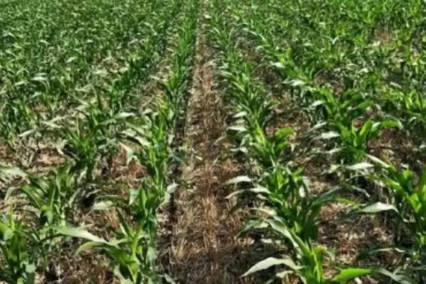 福玉308玉米种简介(福玉308种特性、产量、适宜种植区)插图2