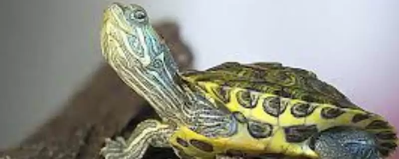 巴西龟新手饲养致死因 (巴西龟新手饲养易致死的原因和解决办法)插图 巴西龟新手饲养致死因 (巴西龟新手饲养易致死的原因和解决办法)插图