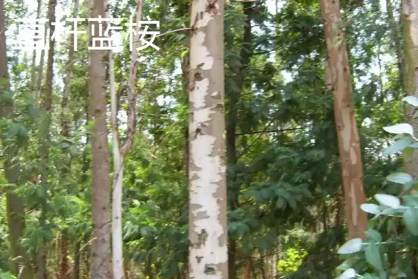 桉树植物揭秘，是常见经济树种的特性插图7