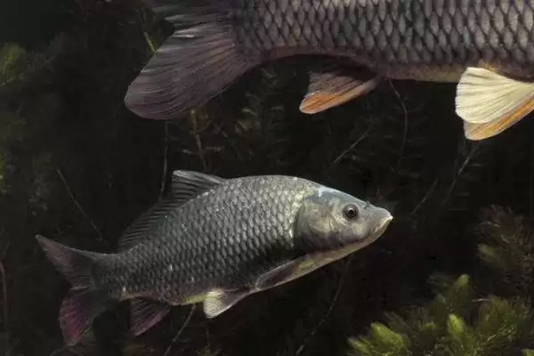 2号新关东钩搭配2.0号子线的原因(2号新关东钩搭配2.0号子线的原因是什么呢)插图2