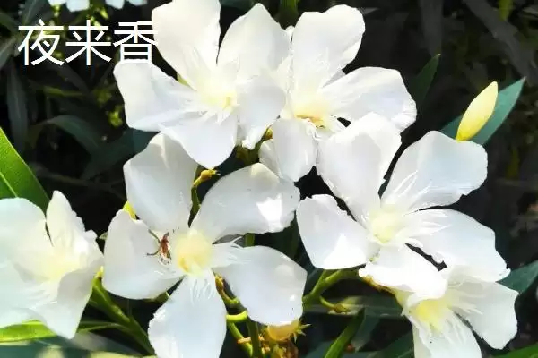 苍蝇的天敌(苍蝇的天敌都有哪些生物呢)插图2 苍蝇的天敌(苍蝇的天敌都有哪些生物呢)插图2