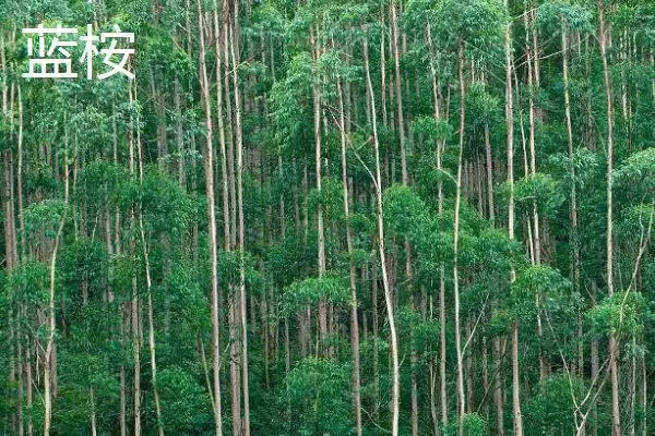 桉树植物揭秘，是常见经济树种的特性插图6