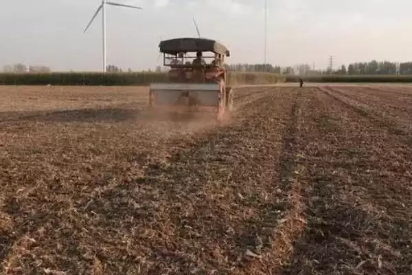 高粱高产栽培技术(高粱高产栽培有哪些关键技术要点呢)插图2