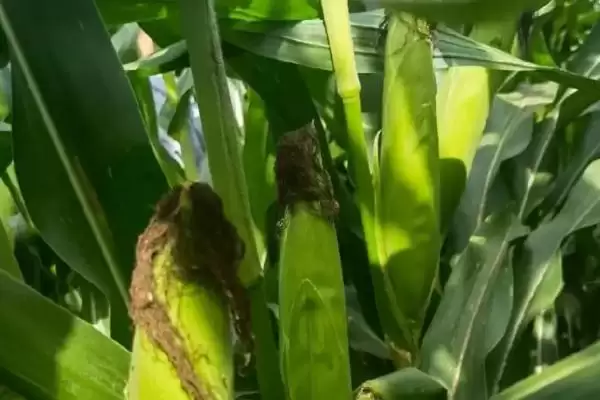 每亩种植密度4500株左右的MC819玉米品种,特性是啥?插图2 每亩种植密度4500株左右的MC819玉米品种,特性是啥?插图2