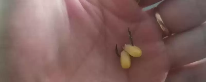 挂玉米粒钓鱼(挂玉米粒钓鱼有啥技巧和注意事项呢)-会东网