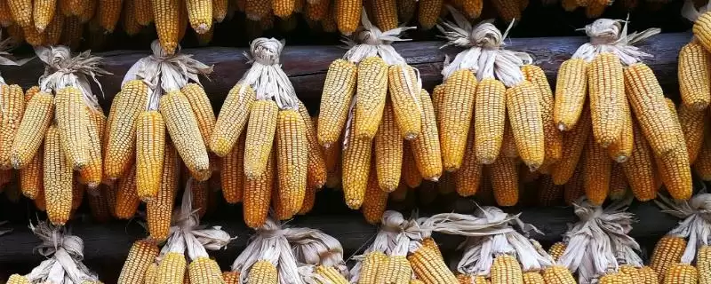 棒博士567玉米种子特征特性(棒博士567种子发芽、品质表现如何)插图 棒博士567玉米种子特征特性(棒博士567种子发芽、品质表现如何)插图