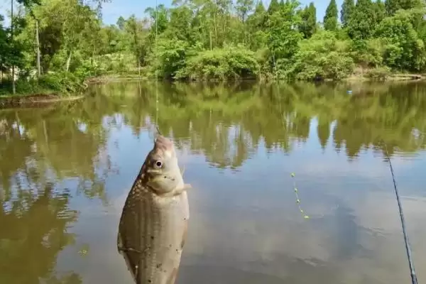 1.2号主线搭配1.0号子线是否合理(1.2号主线搭配1.0号子线的合理性分析)插图3