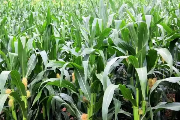 恩玉814玉米品种特性(恩玉814玉米品种特性如何)插图3 恩玉814玉米品种特性(恩玉814玉米品种特性如何)插图3