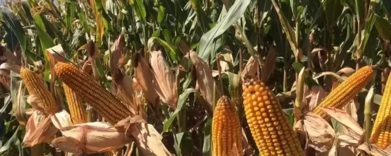 安华337玉米种简介,品种株型紧凑的好处-会东网