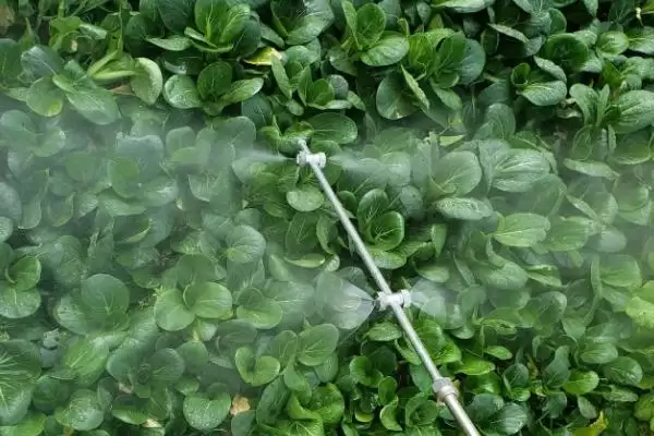 赤霉酸可以与什么复配(赤霉酸能和哪些物质复配呢)插图1 赤霉酸可以与什么复配(赤霉酸能和哪些物质复配呢)插图1