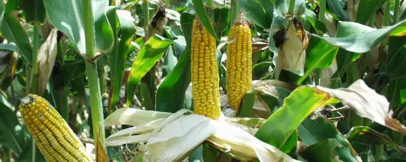 冠玉938玉米种子介绍(冠玉938种子特点、种植、产量效益呢)-会东网