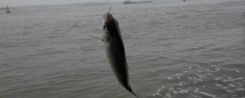 白条鱼吃蚯蚓,还有啥常见饵料和习性特点-会东网