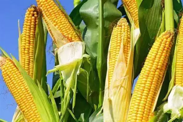 大象704玉米种的种植要点(大象704玉米种种植要点有哪些)插图6